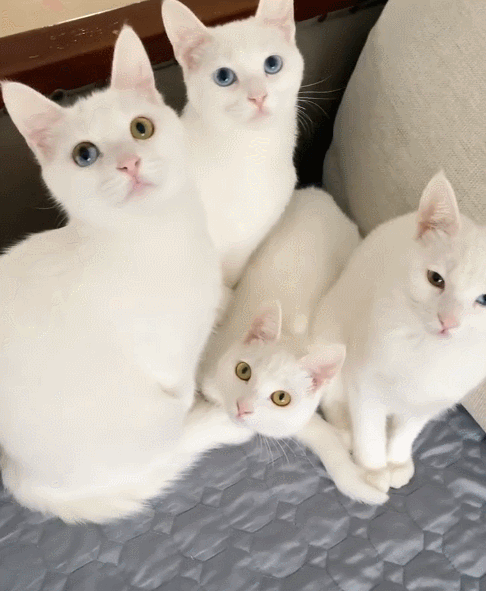 【宠物】一模一样的猫为什么要养15只！复制粘贴复制粘贴…网友：看着很解压！（组图） - 3