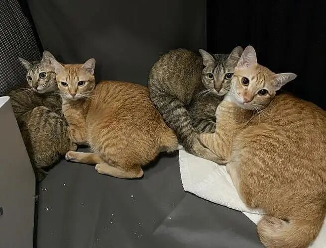 【宠物】一模一样的猫为什么要养15只！复制粘贴复制粘贴…网友：看着很解压！（组图） - 14