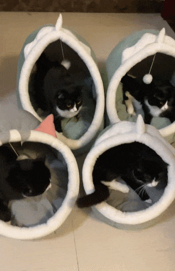 【宠物】一模一样的猫为什么要养15只！复制粘贴复制粘贴…网友：看着很解压！（组图） - 6