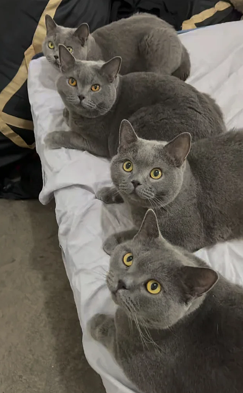 【宠物】一模一样的猫为什么要养15只！复制粘贴复制粘贴…网友：看着很解压！（组图） - 11