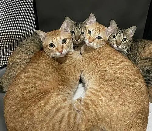 【宠物】一模一样的猫为什么要养15只！复制粘贴复制粘贴…网友：看着很解压！（组图） - 15