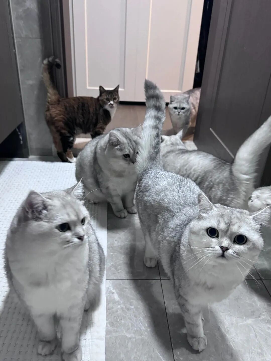 【宠物】一模一样的猫为什么要养15只！复制粘贴复制粘贴…网友：看着很解压！（组图） - 10