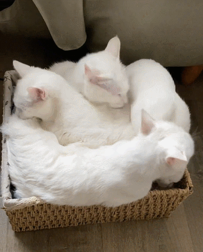 【宠物】一模一样的猫为什么要养15只！复制粘贴复制粘贴…网友：看着很解压！（组图） - 2