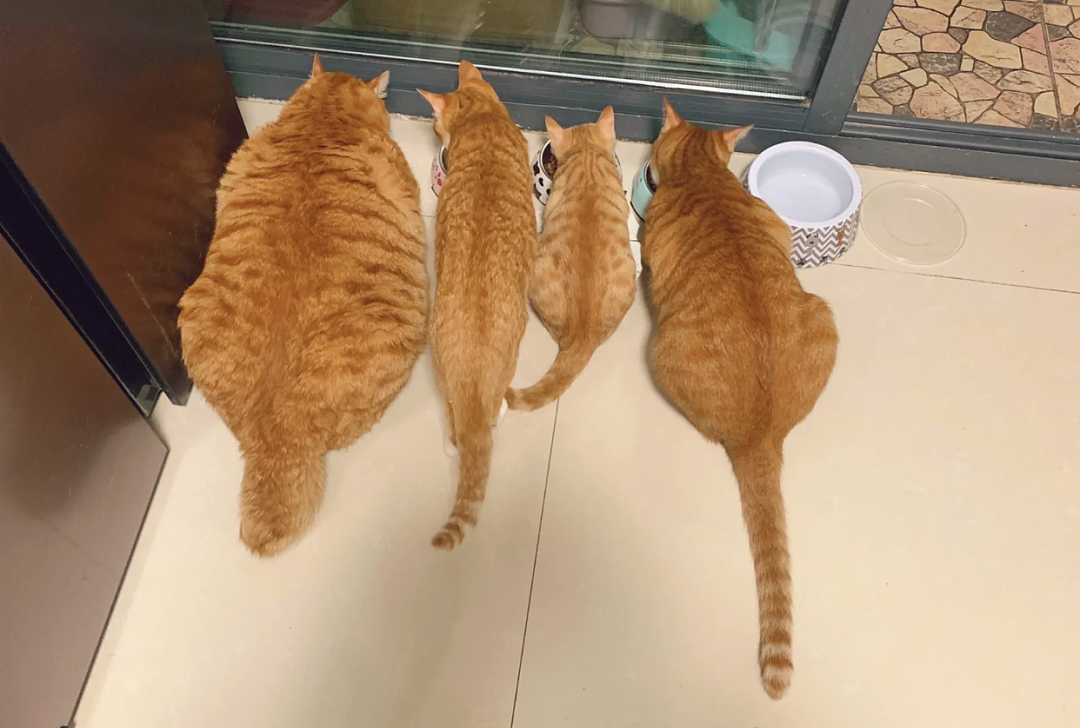【宠物】一模一样的猫为什么要养15只！复制粘贴复制粘贴…网友：看着很解压！（组图） - 7