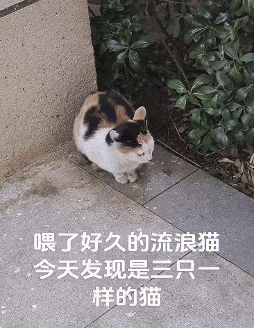 【宠物】一模一样的猫为什么要养15只！复制粘贴复制粘贴…网友：看着很解压！（组图） - 12
