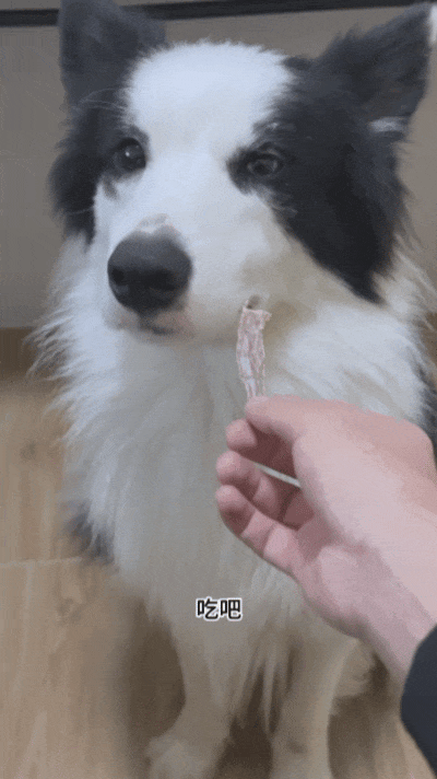 【宠物】狗子见主人吃东西不喊自己,上一秒不在乎,下一秒直接破防…网友:孩子的情绪全写脸上了(组图) - 8