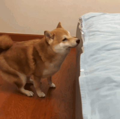 【宠物】狗子见主人吃东西不喊自己,上一秒不在乎,下一秒直接破防…网友:孩子的情绪全写脸上了(组图) - 2