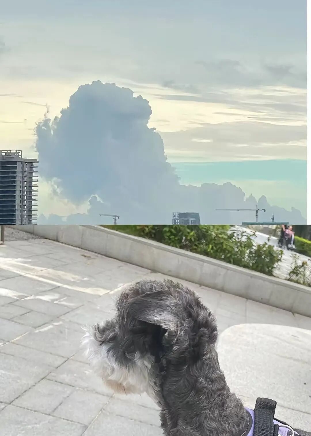 【宠物】狗子见主人吃东西不喊自己,上一秒不在乎,下一秒直接破防…网友:孩子的情绪全写脸上了(组图) - 19