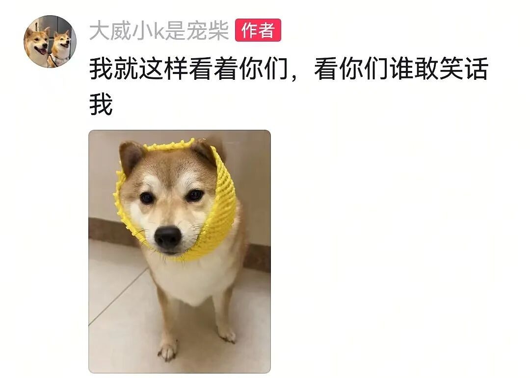 【宠物】狗子见主人吃东西不喊自己,上一秒不在乎,下一秒直接破防…网友:孩子的情绪全写脸上了(组图) - 5