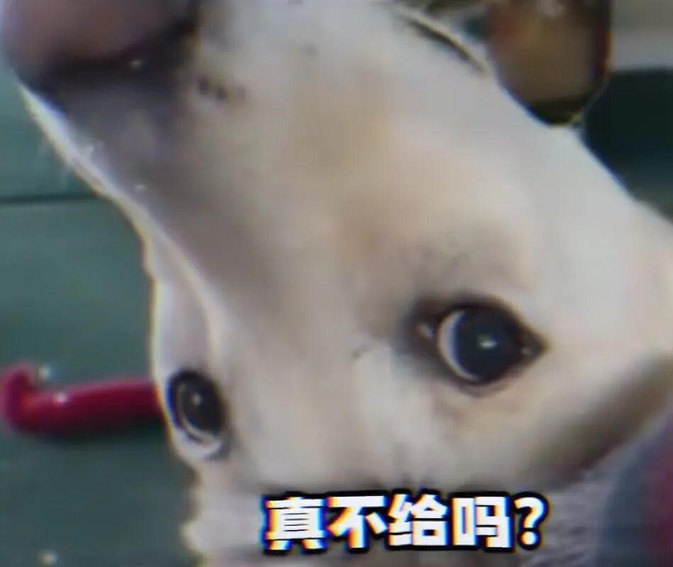 【宠物】狗子见主人吃东西不喊自己,上一秒不在乎,下一秒直接破防…网友:孩子的情绪全写脸上了(组图) - 7