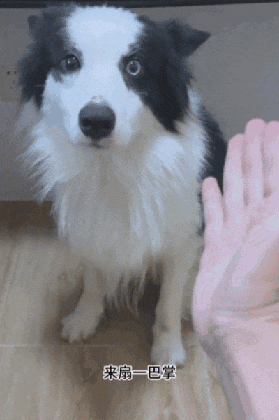 【宠物】狗子见主人吃东西不喊自己,上一秒不在乎,下一秒直接破防…网友:孩子的情绪全写脸上了(组图) - 10