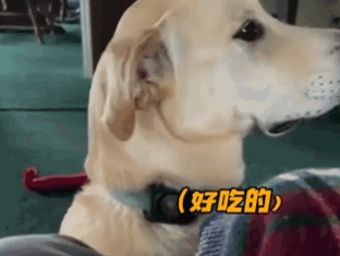 【宠物】狗子见主人吃东西不喊自己,上一秒不在乎,下一秒直接破防…网友:孩子的情绪全写脸上了(组图) - 6