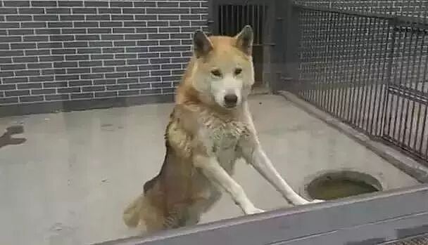 【宠物】去动物园看狼,结果这货一开口,差点儿把游客笑岔气(组图) - 1