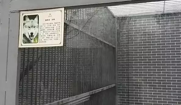 【宠物】去动物园看狼,结果这货一开口,差点儿把游客笑岔气(组图) - 2