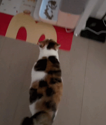 【宠物】妹子说自家小猫饮食很特别，只吃干湿分离的奶粉，网友：主人看似抱怨，实则爱惨了哈哈哈（组图） - 11