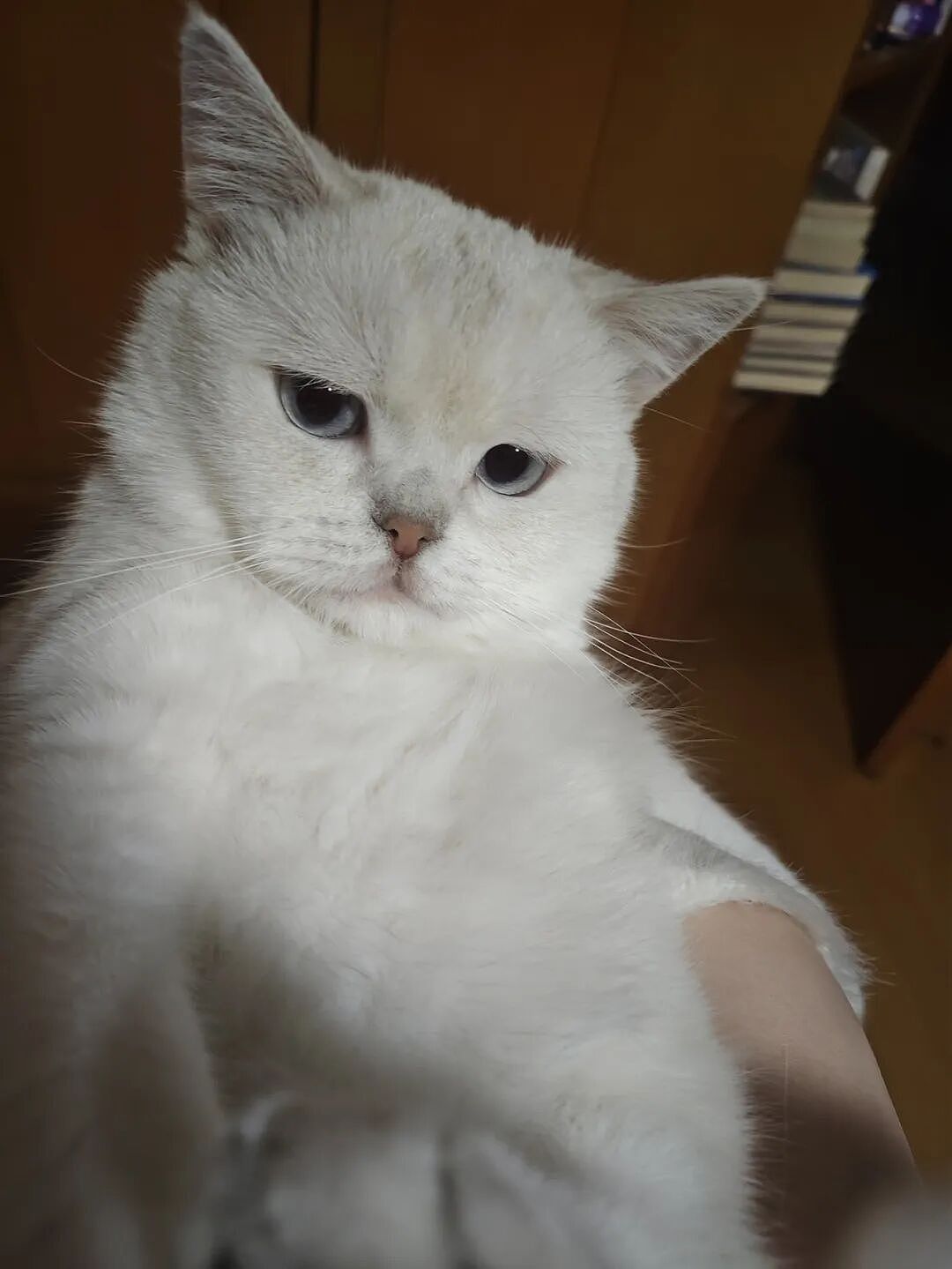【宠物】妹子说自家小猫饮食很特别，只吃干湿分离的奶粉，网友：主人看似抱怨，实则爱惨了哈哈哈（组图） - 6
