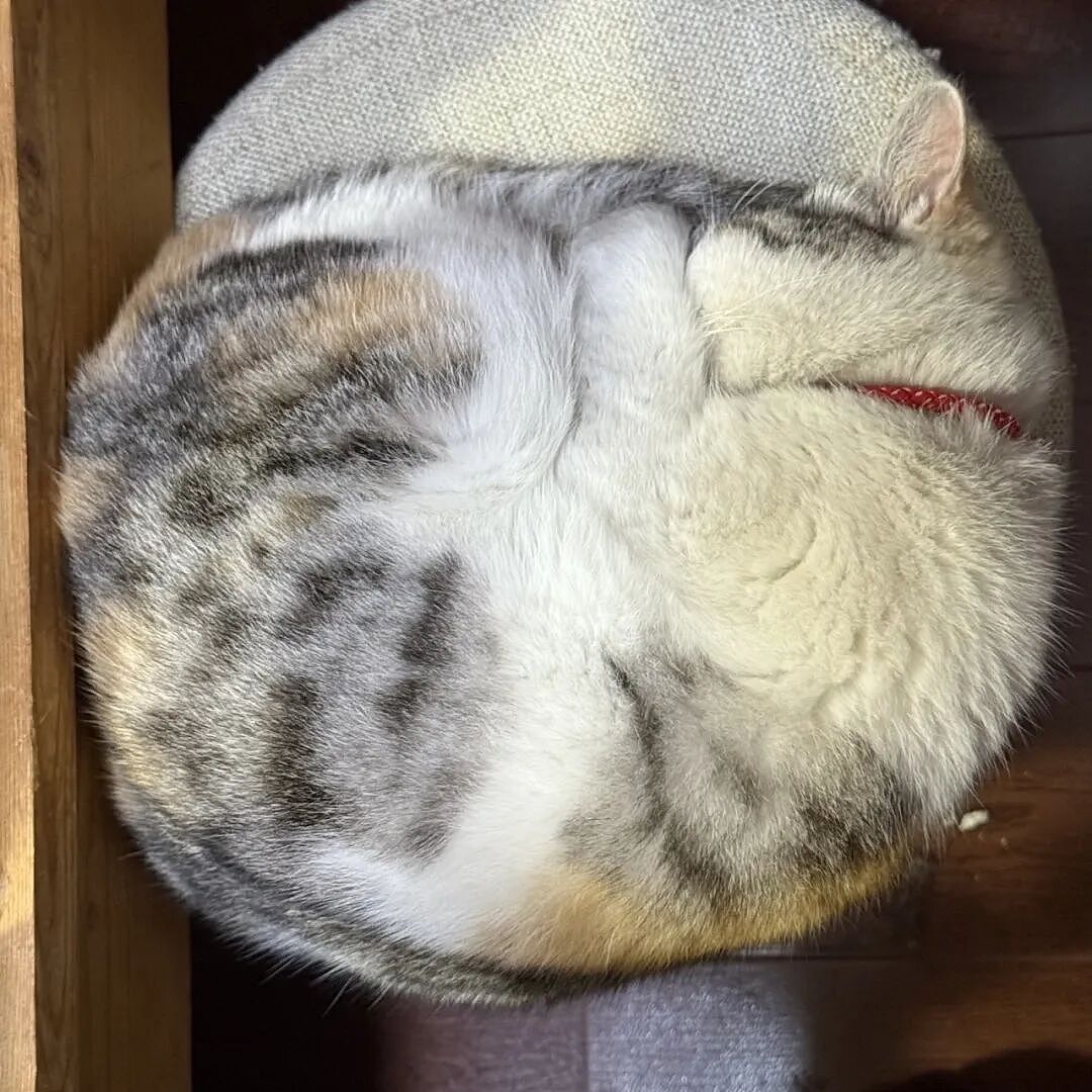 【宠物】妹子说自家小猫饮食很特别，只吃干湿分离的奶粉，网友：主人看似抱怨，实则爱惨了哈哈哈（组图） - 4