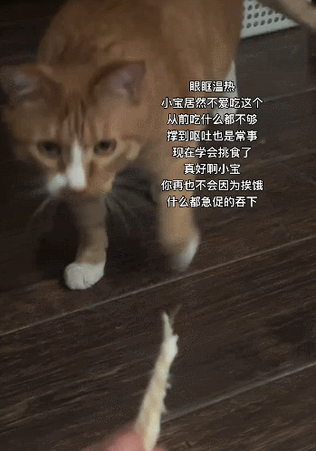 【宠物】妹子说自家小猫饮食很特别，只吃干湿分离的奶粉，网友：主人看似抱怨，实则爱惨了哈哈哈（组图） - 13
