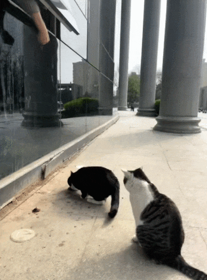 【宠物】家里来了光头师傅修网线,猫咪凑上去疯狂舔人家光头(组图) - 5