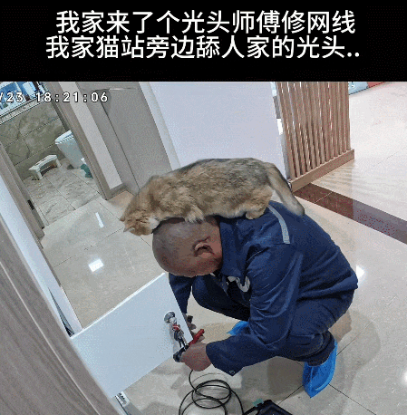 【宠物】家里来了光头师傅修网线,猫咪凑上去疯狂舔人家光头(组图) - 2