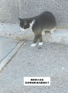 【宠物】家里来了光头师傅修网线,猫咪凑上去疯狂舔人家光头(组图) - 7