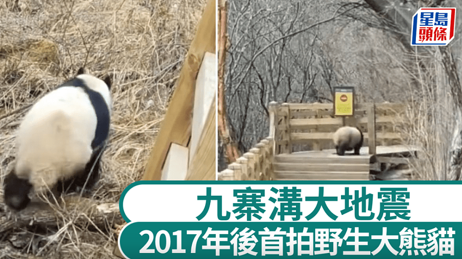 九寨沟7级地震：2017年以来首拍野生大熊猫栈道漫步，工作人员2至3岁（组图） - 1