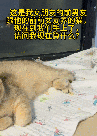 【宠物】前男友每个月给猫打500块钱生活费…网友:分手归分手,苦了谁也不能苦了孩子(组图) - 15
