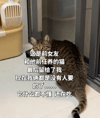 【宠物】前男友每个月给猫打500块钱生活费…网友:分手归分手,苦了谁也不能苦了孩子(组图) - 14