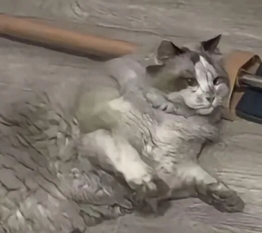 【宠物】前男友每个月给猫打500块钱生活费…网友:分手归分手,苦了谁也不能苦了孩子(组图) - 7