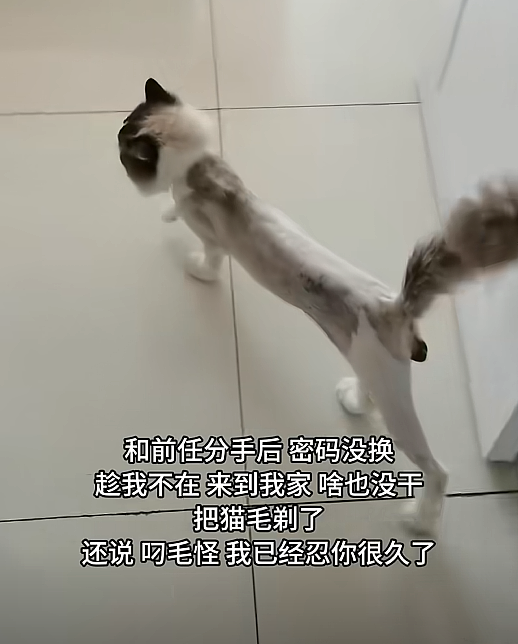 【宠物】前男友每个月给猫打500块钱生活费…网友:分手归分手,苦了谁也不能苦了孩子(组图) - 5