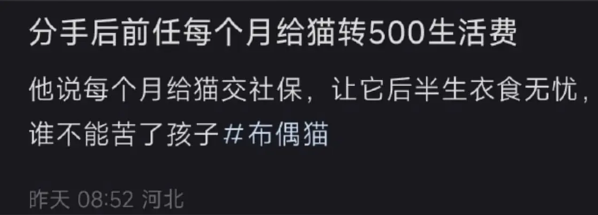 【宠物】前男友每个月给猫打500块钱生活费…网友:分手归分手,苦了谁也不能苦了孩子(组图) - 1
