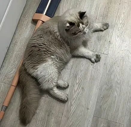 【宠物】前男友每个月给猫打500块钱生活费…网友:分手归分手,苦了谁也不能苦了孩子(组图) - 8