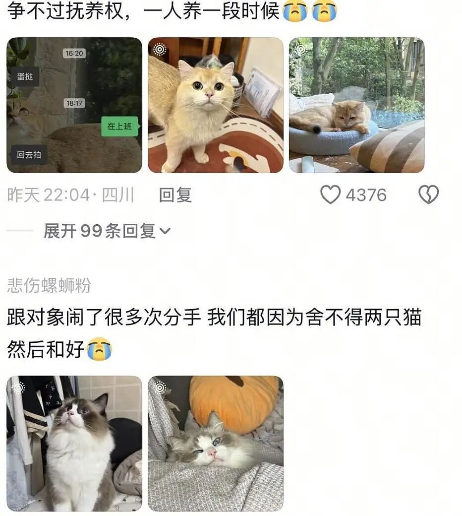 【宠物】前男友每个月给猫打500块钱生活费…网友:分手归分手,苦了谁也不能苦了孩子(组图) - 20