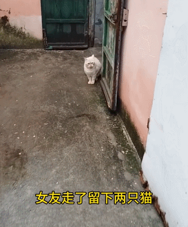 【宠物】前男友每个月给猫打500块钱生活费…网友:分手归分手,苦了谁也不能苦了孩子(组图) - 10