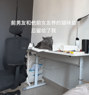 【宠物】前男友每个月给猫打500块钱生活费…网友:分手归分手,苦了谁也不能苦了孩子(组图) - 13