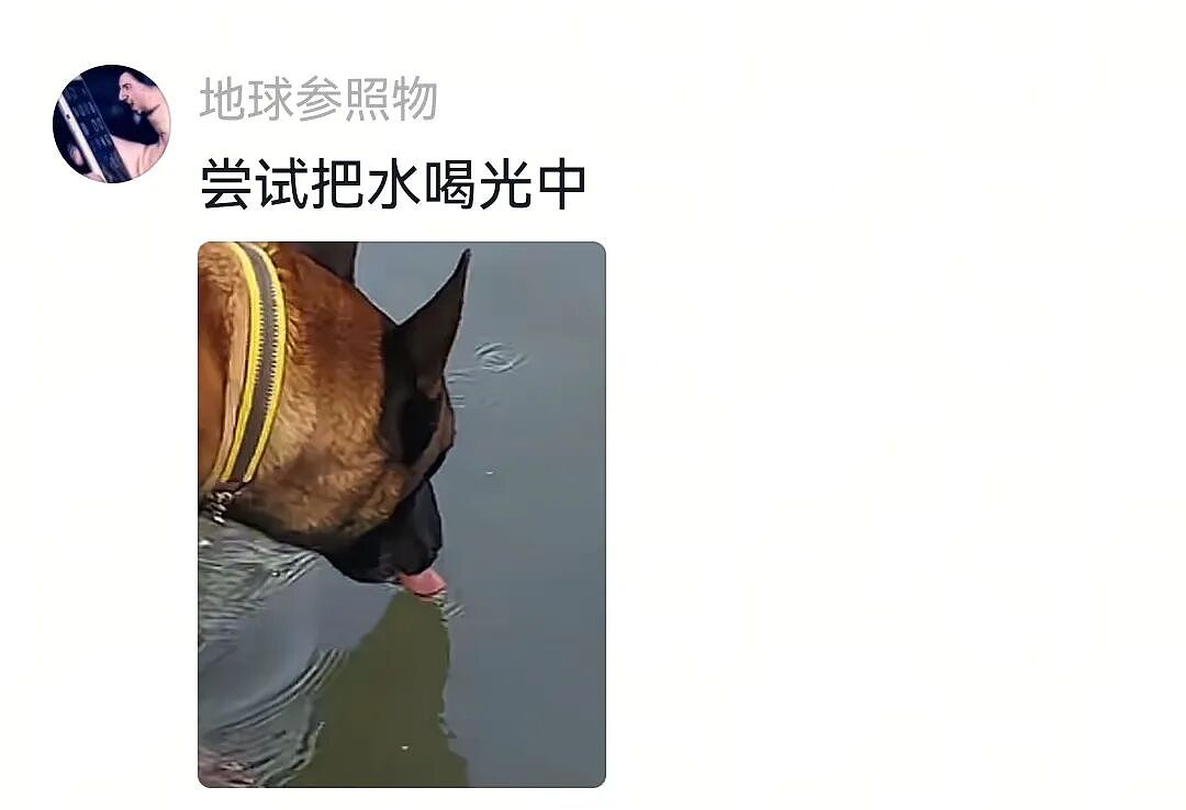 【宠物】人被自家狗子耍得团团转,不仅喜提二百五称号,还痛失一只鞋,最后只能灰溜溜回家(组图) - 18