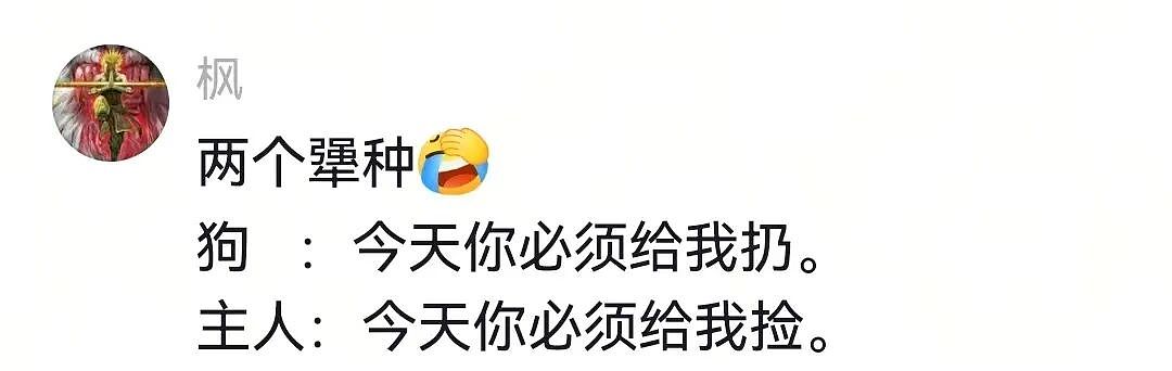【宠物】人被自家狗子耍得团团转,不仅喜提二百五称号,还痛失一只鞋,最后只能灰溜溜回家(组图) - 14