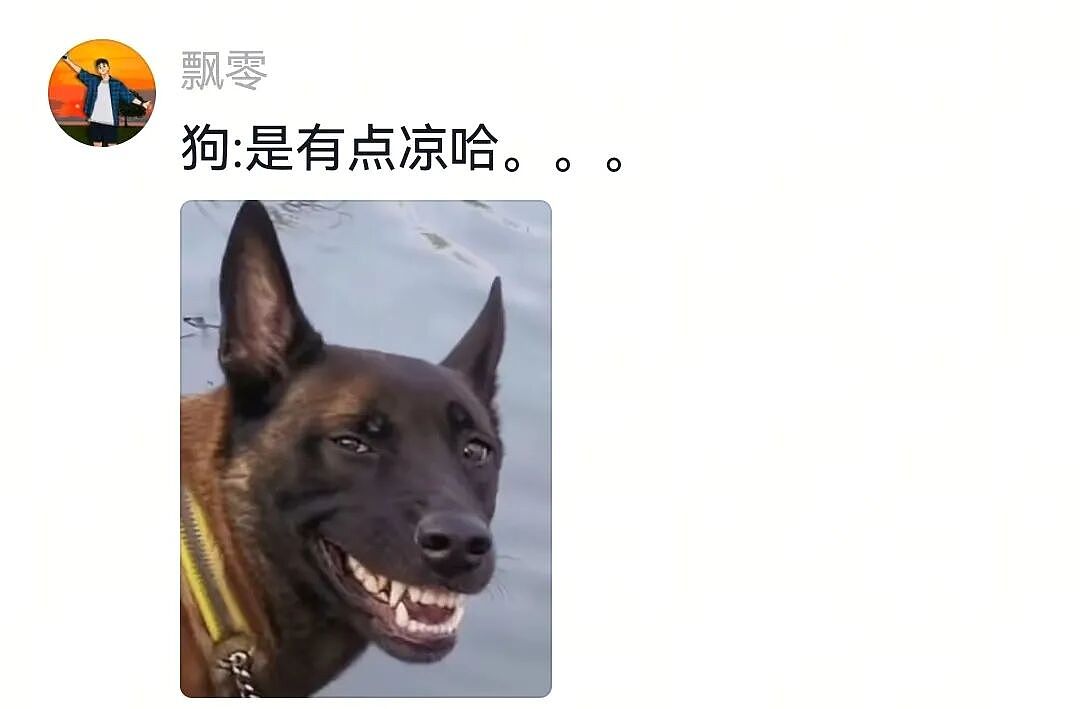 【宠物】人被自家狗子耍得团团转,不仅喜提二百五称号,还痛失一只鞋,最后只能灰溜溜回家(组图) - 9