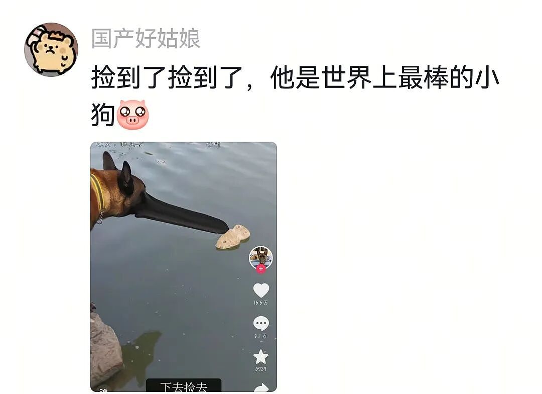 【宠物】人被自家狗子耍得团团转,不仅喜提二百五称号,还痛失一只鞋,最后只能灰溜溜回家(组图) - 19