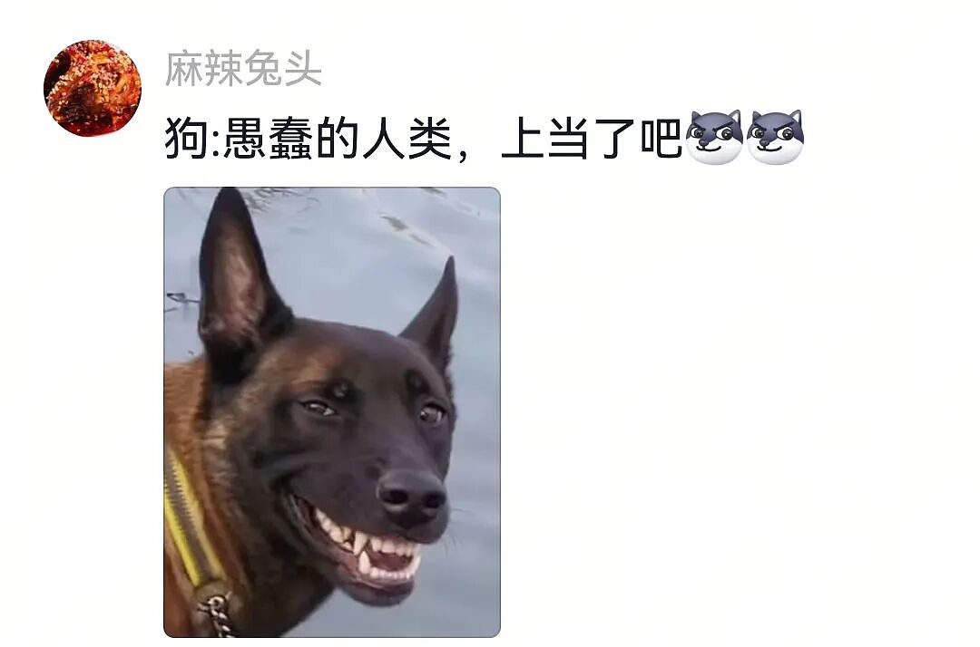 【宠物】人被自家狗子耍得团团转,不仅喜提二百五称号,还痛失一只鞋,最后只能灰溜溜回家(组图) - 24