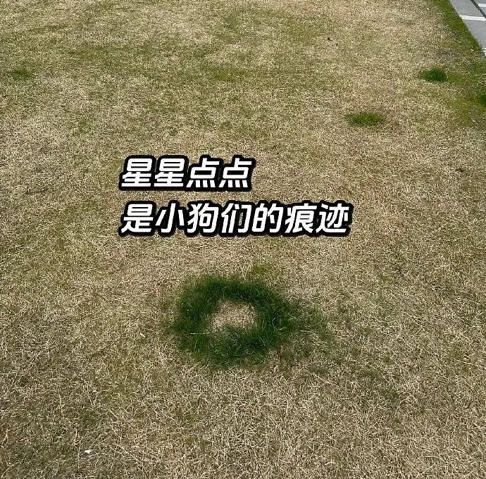 【爆笑】男朋友给不起8.8的彩礼，转身买了20w的车（组图） - 28