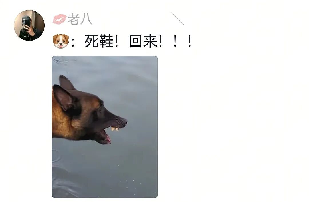 【宠物】人被自家狗子耍得团团转,不仅喜提二百五称号,还痛失一只鞋,最后只能灰溜溜回家(组图) - 20