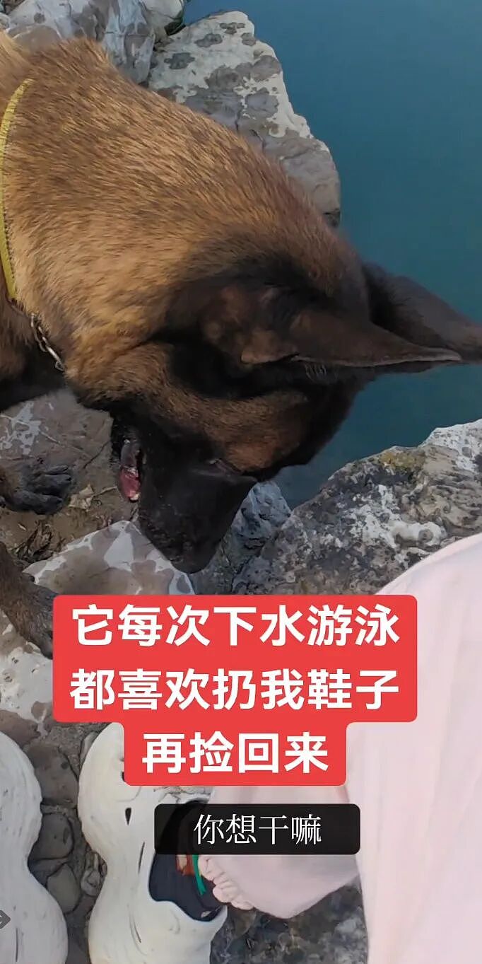 【宠物】人被自家狗子耍得团团转,不仅喜提二百五称号,还痛失一只鞋,最后只能灰溜溜回家(组图) - 1
