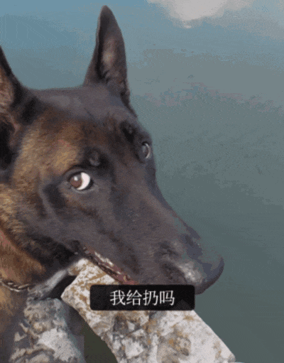 【宠物】人被自家狗子耍得团团转,不仅喜提二百五称号,还痛失一只鞋,最后只能灰溜溜回家(组图) - 4