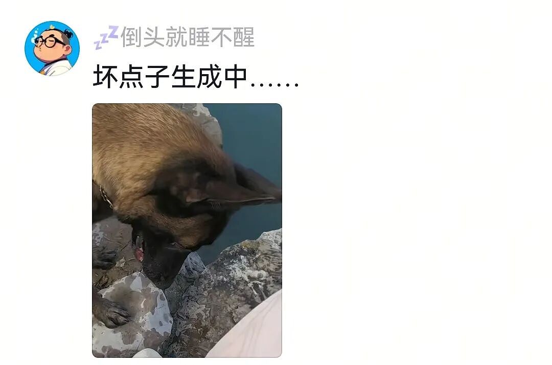 【宠物】人被自家狗子耍得团团转,不仅喜提二百五称号,还痛失一只鞋,最后只能灰溜溜回家(组图) - 5