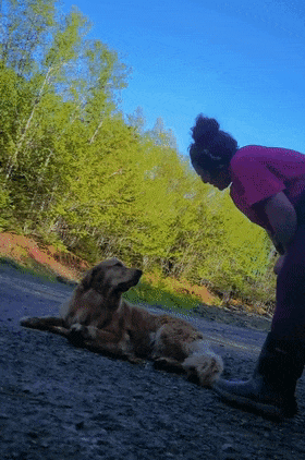 当职业遛狗师遇到犟种大金毛...果然没有什么工作是容易的！（组图） - 3