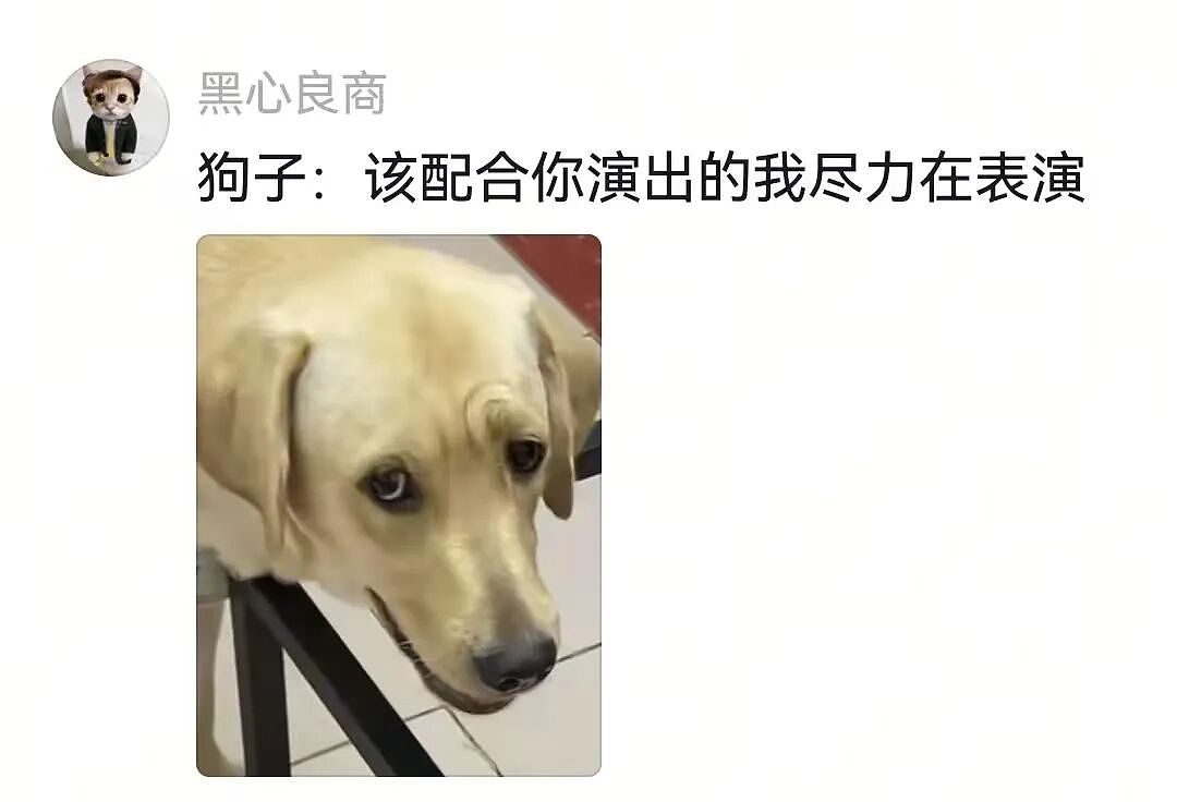主人和网友合谋算计狗子,狗子察觉后两眼一睁就是演,脸上全是精髓…狗子:吃人嘴软,该配合你演出的我意思意思得了…(组图) - 11