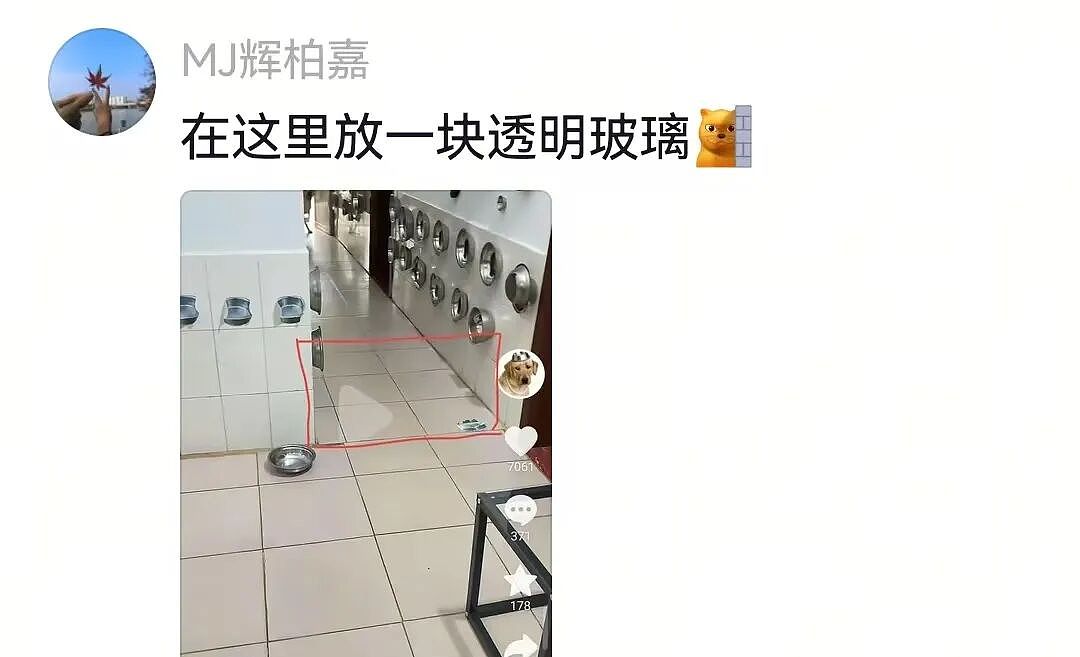 主人和网友合谋算计狗子,狗子察觉后两眼一睁就是演,脸上全是精髓…狗子:吃人嘴软,该配合你演出的我意思意思得了…(组图) - 14