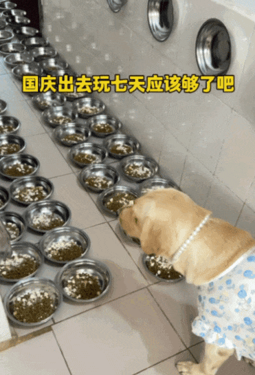 主人和网友合谋算计狗子,狗子察觉后两眼一睁就是演,脸上全是精髓…狗子:吃人嘴软,该配合你演出的我意思意思得了…(组图) - 23