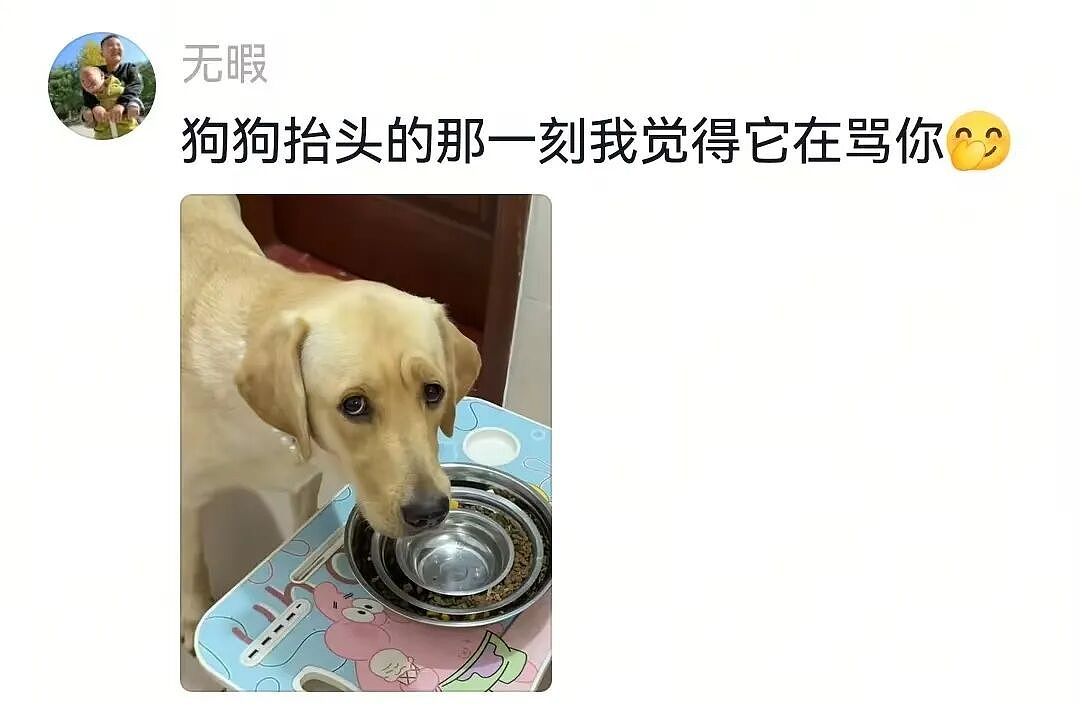 主人和网友合谋算计狗子,狗子察觉后两眼一睁就是演,脸上全是精髓…狗子:吃人嘴软,该配合你演出的我意思意思得了…(组图) - 22